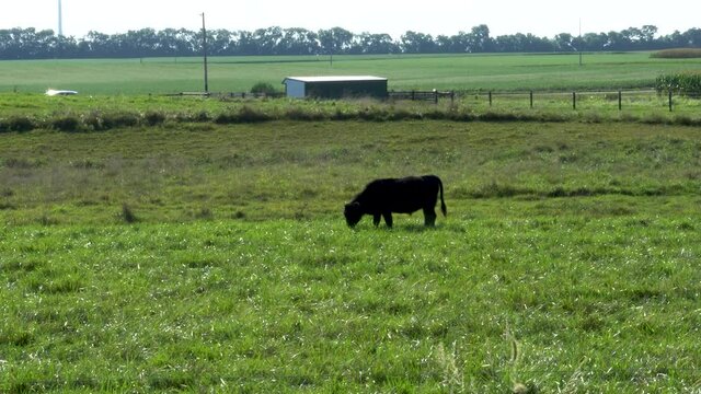 A black steer crossing a green field stops to graze; early in the morning in late summer; Southern Illinois, sunny, clear blue sky. 230
