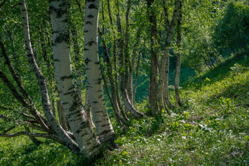beautiful mountain birches in the forest