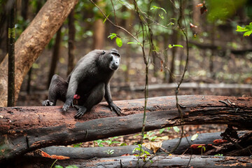 Crested black macaque is sitting on the tree branch in the jungle of Tangkoko National Park, Indonesia