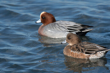 Pair of wigeons swimming together