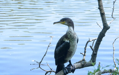 Japanese cormorant, a species of birds from the cormorant family, near a pond, on a branch. selective focus