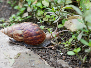 Snail or Achatina fulica one of the worst invasive species on earth.