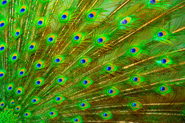 Obraz premium Peacock feathers texture. Plumage of tropical unusual fairy birds of multi-colored blue yellow green feathers as a background. Peacock tail.