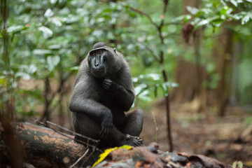 Obraz premium Endangered macaca nigra looks at you