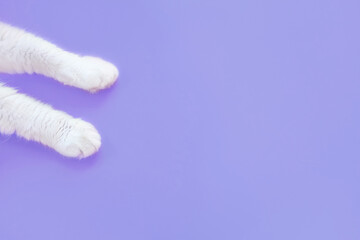 Paws of a white cat on a pastel very peri background. View from above. Pet care concept. Copyspace, minimalism. Banner for zoo themes.