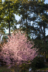 cherry blossom tree in the middle of the greenery at afternoon from different angles