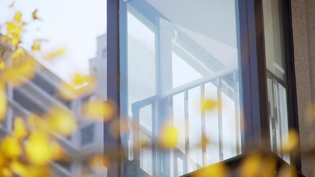 balcony with glass and beautiful ginkgo leaves
