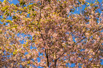 cherry blossom tree with bright blue sky at afternoon from different angles