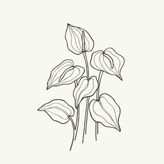 Hand drawn anthurium branch illustration