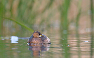 Little Grebe (Tachybaptus ruficollis), Crete
