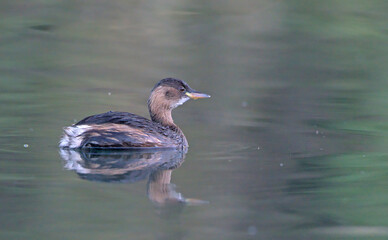 Little Grebe (Tachybaptus ruficollis), Crete