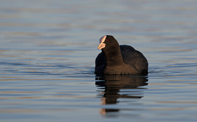Coot (Fulica atra), Crete, Greece
