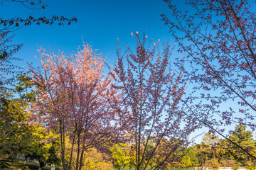 cherry blossom tree with bright blue sky at afternoon from different angles