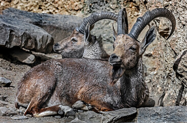 Nubian ibex on the ground. Latin name - Capra nubiana