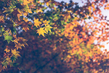 カエデ　紅葉　黃葉　アップ