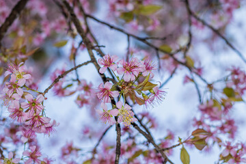 pink cherry blossom flowers bunches in tree branch with blurred background at afternoon