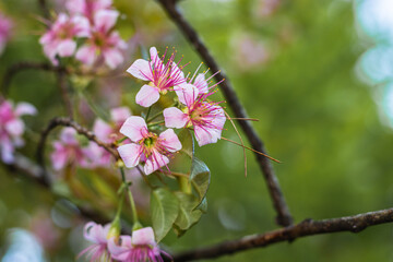 pink cherry blossom flowers bunches in tree branch with blurred background at afternoon