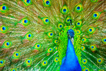 Obraz premium Peacock feathers texture. Plumage of tropical unusual fairy birds of multi-colored blue yellow green feathers as a background. Peacock tail.