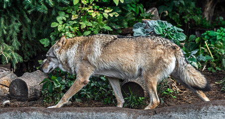 Naklejka na ściany i meble European wolf female. Latin name - Canis lupus 