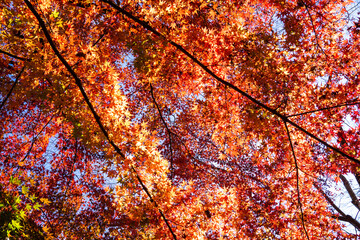 紅葉の森を見上げる