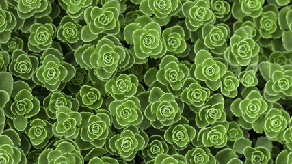 Texture of small green succulent plants