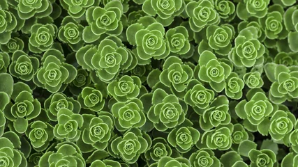 Poster Texture of small green succulent plants © Raphael Paschalidis/Wirestock