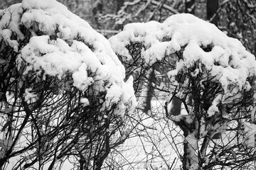 Bushes under the snow in the park