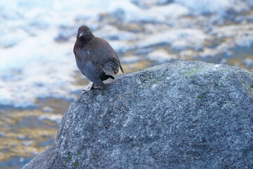 brown dipper in the river