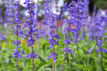 Lavender flowers lit by sunlight, lavender flower in flower garden background