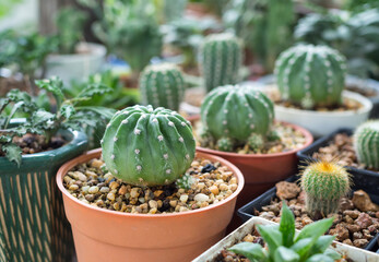 Beautiful green cactus plant in flowerpot. selective focus