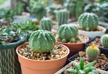 Fototapeta na wymiar Beautiful green cactus plant in flowerpot. selective focus
