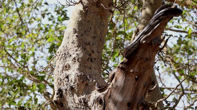 Southern African python in a tree
