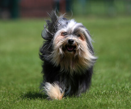Lowchen - Little Lion Dog