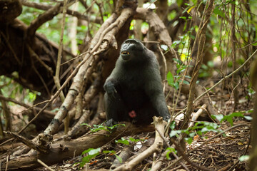 An adult black macaque is confused in the rainforest