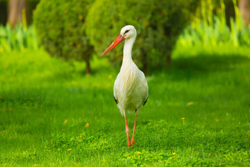Stork Bird walks through the green thickets of plants. Concept of newborn pregnancy and childbirth with space for text. White stork close up.