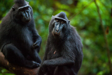 Female macaca in the rainforest of Indonesia