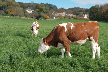 Beautiful brown and white cows grazing fresh green grass in a field on a sunny day