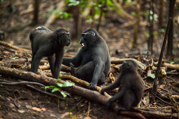 One male and two female black macaca arguea and the male shows its teeth