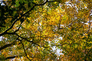 黃葉するオオモミジ