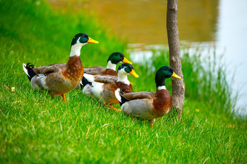 Geese and ducks walk on the grass in a green meadow in the pasture. Livestock raising and farming in the village.