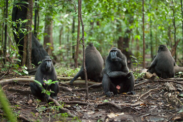 Black macacue family in the rainforest of Indonesia