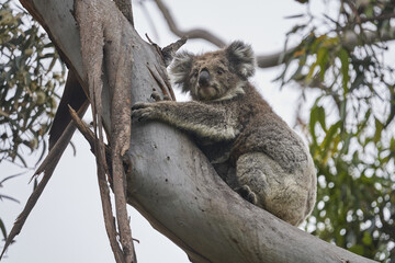 Cute koala with its baby at Kennett River, Great Ocean Road, Victoria © Hendrik Roessler/Wirestock