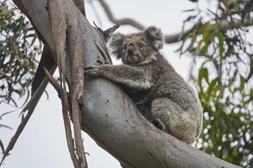 Keuken spatwand met foto Cute koala with its baby at Kennett River, Great Ocean Road, Victoria © Hendrik Roessler/Wirestock