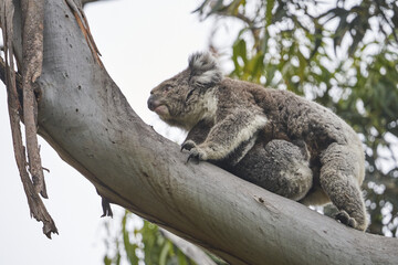 Cute koala with its baby at Kennett River, Great Ocean Road, Victoria © Hendrik Roessler/Wirestock