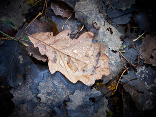 Raindrops on leaves in late autumn