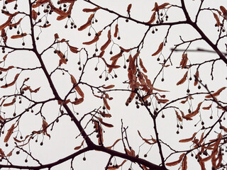 Texture and background of autumn branches with leaves. Contrasting natural pattern.