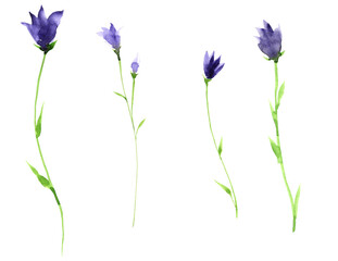blue bells, campanula, watercolor drawing wild flower, isolated at white background, hand drawn illustration