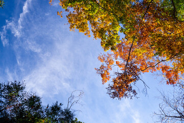 紅葉するカエデ　さわやかな空　秋の自然