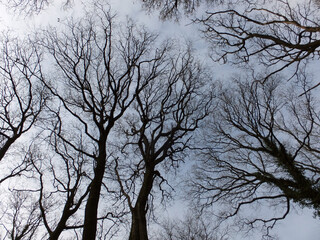 tree silhouettes in winter