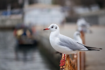 Seagull close-up on a blurry background. White seagulls sit on the pier by the sea, birds wintering in the south. Depth of field.